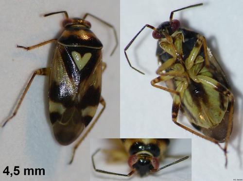 Orthops sp.